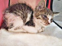 保護当日、激しく衰弱していたティダさん（画像提供：むうむうとネコさん）