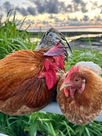 6羽のニワトリとともに暮らすぴあやのさん（画像提供：ぴあやの 島暮らしピアノ弾きさん）