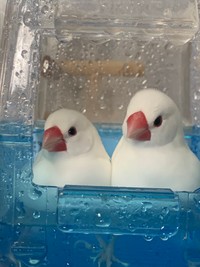 2羽の白文鳥。左がいつも元気いっぱい？なぷぅちゃん、右がぴーちゃん（提供：ぴーちゃんさん）