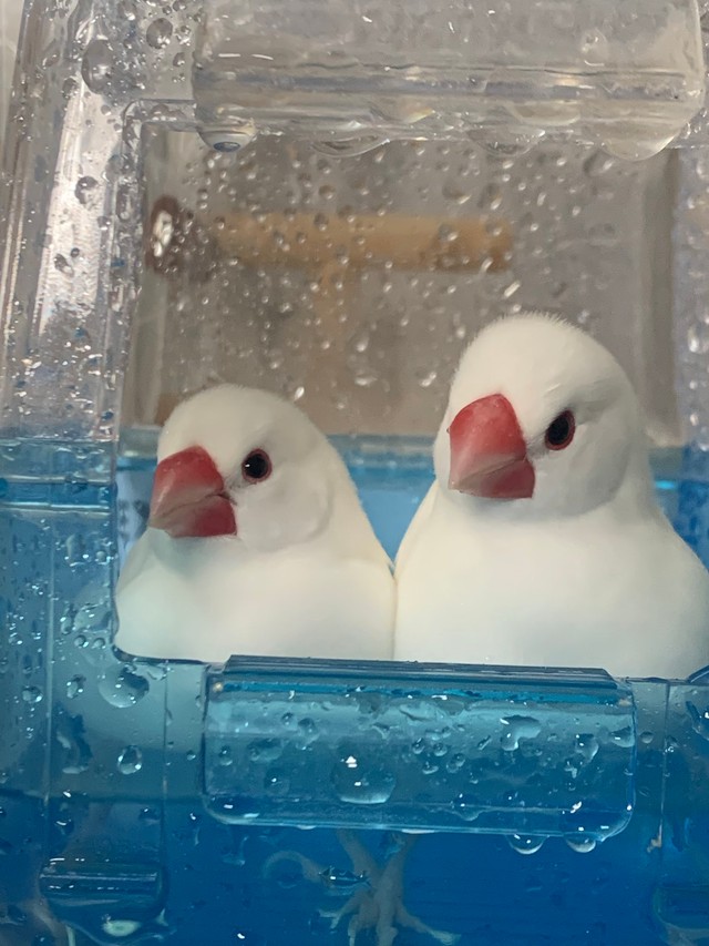 2羽の白文鳥。左がいつも元気いっぱい？なぷぅちゃん、右がぴーちゃん（提供：ぴーちゃんさん）