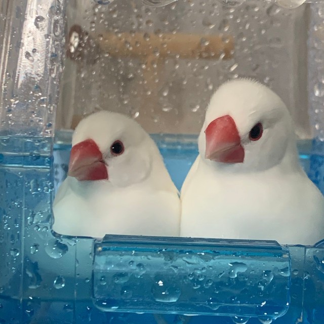 2羽の白文鳥。左がいつも元気いっぱい？なぷぅちゃん、右がぴーちゃん（提供：ぴーちゃんさん）