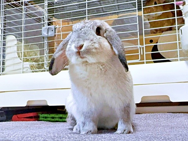 ベビーフェイスが愛らしい桃子丸ちゃん（画像提供：ちくわMark2さん）