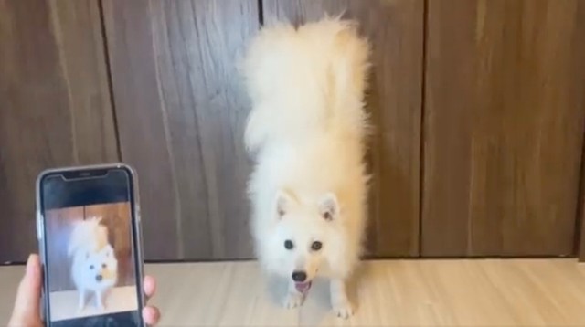 「このポージングは得意だわん！」（動画からキャプチャー／提供：ぽぽさん）