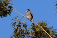 逢沢さんが撮影した鳥の写真／逢沢雨月さん（@Ohsawa_Ugetsu）提供