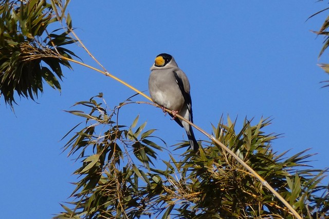 逢沢さんが撮影した鳥の写真／逢沢雨月さん（@Ohsawa_Ugetsu）提供
