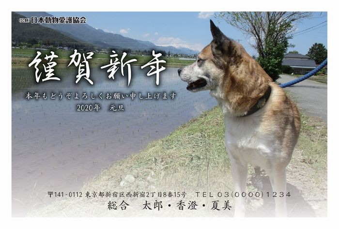 ゴローの横顔のデザイン。今は安曇野で優しい家族と暮らしている（殺処分寸前で命が繫がれ、幸せになったんです）

