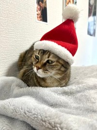 何だこの帽子は？と、かえでちゃん＝さくらとかえで（@marshallizm9）提供