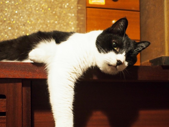 飼育放棄されていた犬 はな 家族に迎えた少女は愛情を注ぎ ７週間後に見送った 犬 猫との幸せな暮らしのためのペット情報サイト Sippo