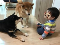 「妊娠したから気性の荒い柴犬を手放したい」という相談を受けたというepiさん。写真は「赤ちゃん」だった頃の息子さんを見守るepiさんちのクマくん（左）と、先代犬のハクくん（中央）（画像提供：epiさん）