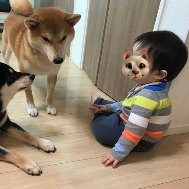 「妊娠したから気性の荒い柴犬を手放したい」という相談を受けたというepiさん。写真は「赤ちゃん」だった頃の息子さんを見守るepiさんちのクマくん（左）と、先代犬のハクくん（中央）（画像提供：epiさん）