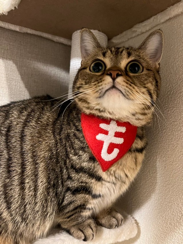 起きている時は元気いっぱいにゃ＝もなさん（@monamofumofu）提供