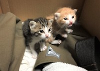 N家に迎えられた当日のモカくんとオレオちゃん。とても不安げです