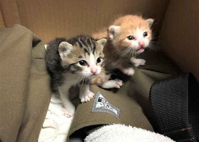 N家に迎えられた当日のモカくんとオレオちゃん。とても不安げです