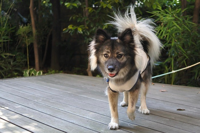 保護されたころに比べると、今は毛ぶきもよく、表情も明るい（@nana_crossbreed提供）