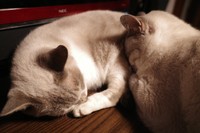 たぬくん㊨もママンに甘えていた（提供写真）