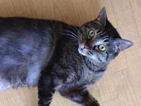 猫の膀胱炎が治った確認にオシッコ再検査　２度目は鮮度抜群？