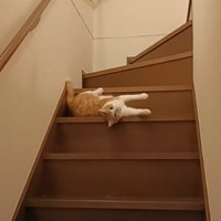 まさに「猫は液体」…！？（画像提供：まめたろさん ※動画よりキャプチャ、画像を一部トリミング）
