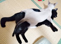 子猫時代、くつろぐナツちゃんに覆い被さる柱太郎くん（画像提供：ミキサーさん）