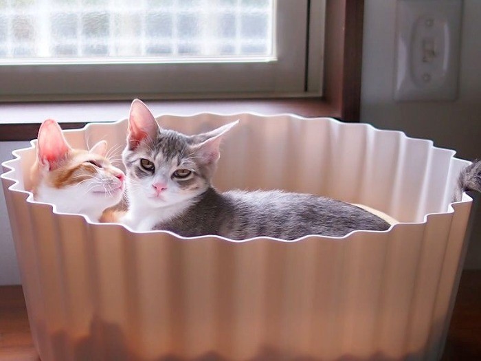 いつも「いちご」と一緒なの