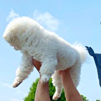 宙に浮くあんこちゃんの尻尾に伸びる手は…！？（画像提供：あんことおはぎさん）