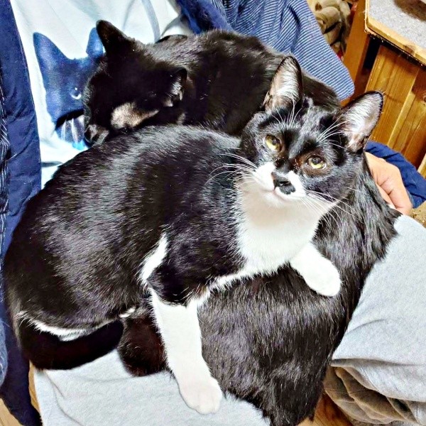 飼い主さんの膝上に大集合！ 同居猫の上に重なるようにして座るまぎちゃん（画像提供：hiro_8083さん）