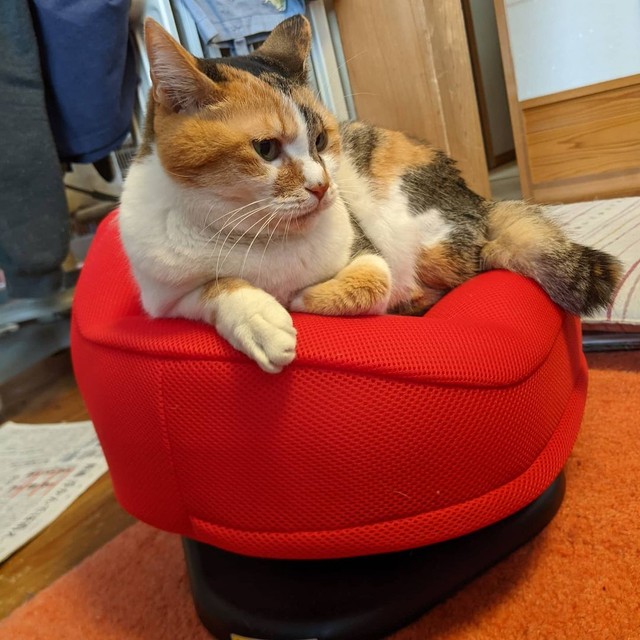 骨盤ダイエット用のチェアーでくつろぐお嬢様