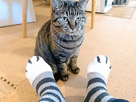 クサいけどやめられない？　飼い主の足のニオイが大好きな愛猫「モモ」のおかしな快楽