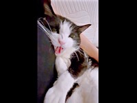 唸ったり、シャーしたりーーそれでも離れようとしないBiBikoちゃん（画像提供：ウチのBiBikoさん）