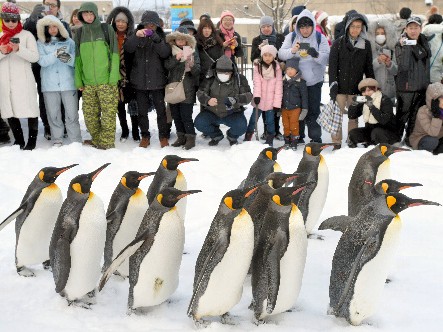 開園５０年に向け、さらに進化する旭山動物園