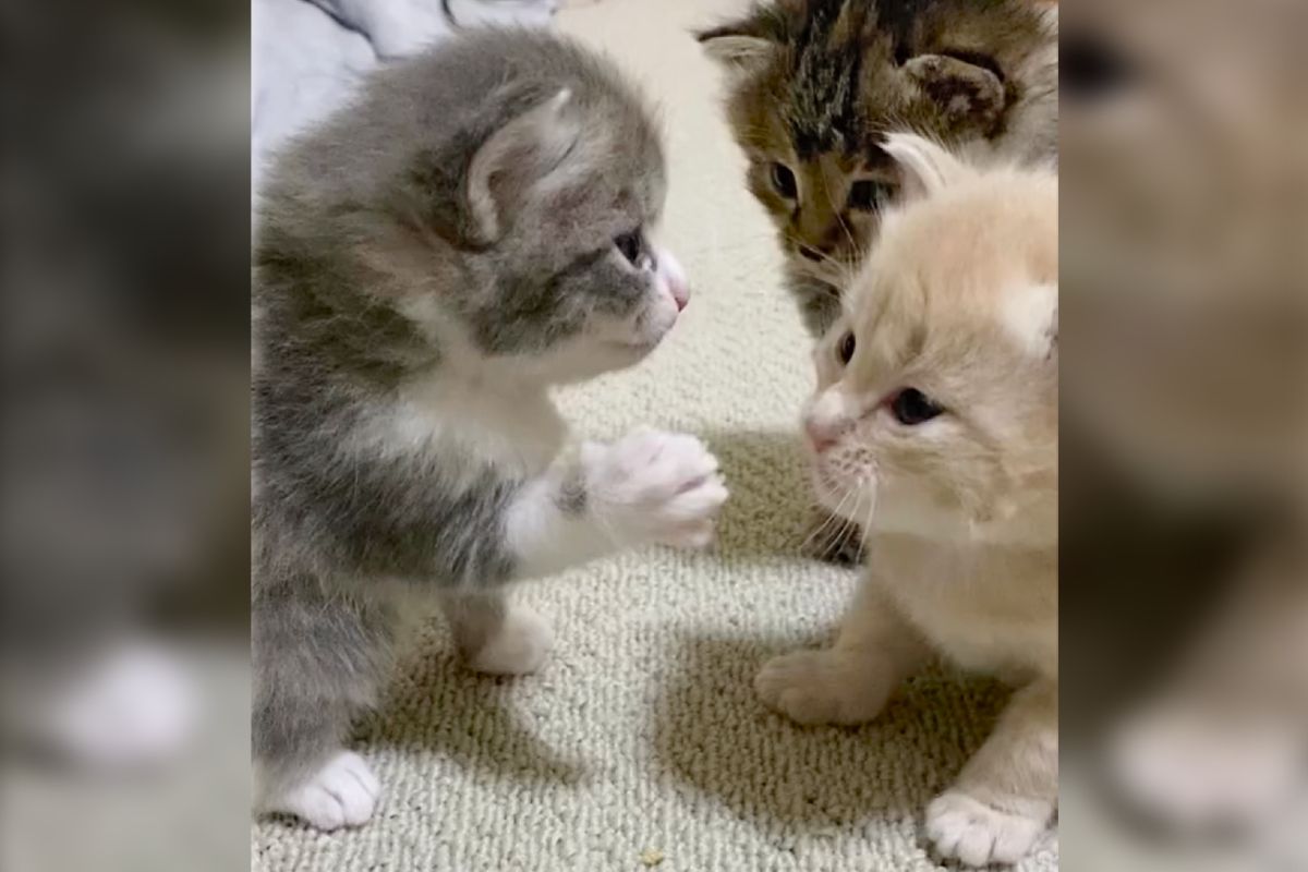 生後3週間で猫パンチ！？ “ほぼ当たってない”ぽふぽふ攻撃に悶絶