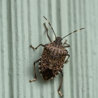 カメムシ　※画像はイメージです（Erik/stock.adobe.com）