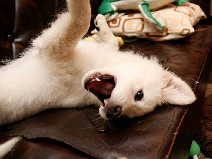 「やんのかこらー」の幼い大吉