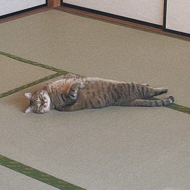 ウトウト…（画像提供：まるぴ と ねこズさん、画像を一部トリミング）