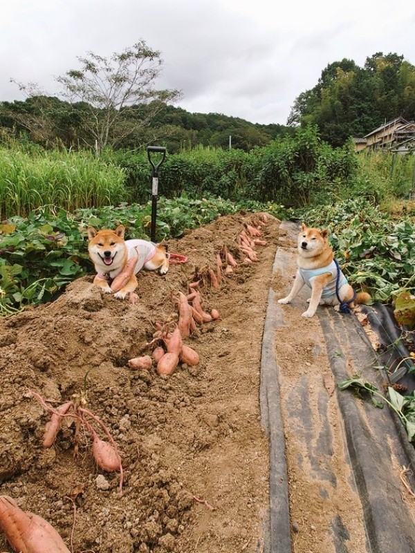 畑にたたずむしんえもんくん（左）とはっちゃくくん（右）（画像提供：柴犬が作る幻の赤いキウイさん）