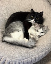 同居猫と仲良く寝そべるぐらくん（画像提供：zoes.810さん）