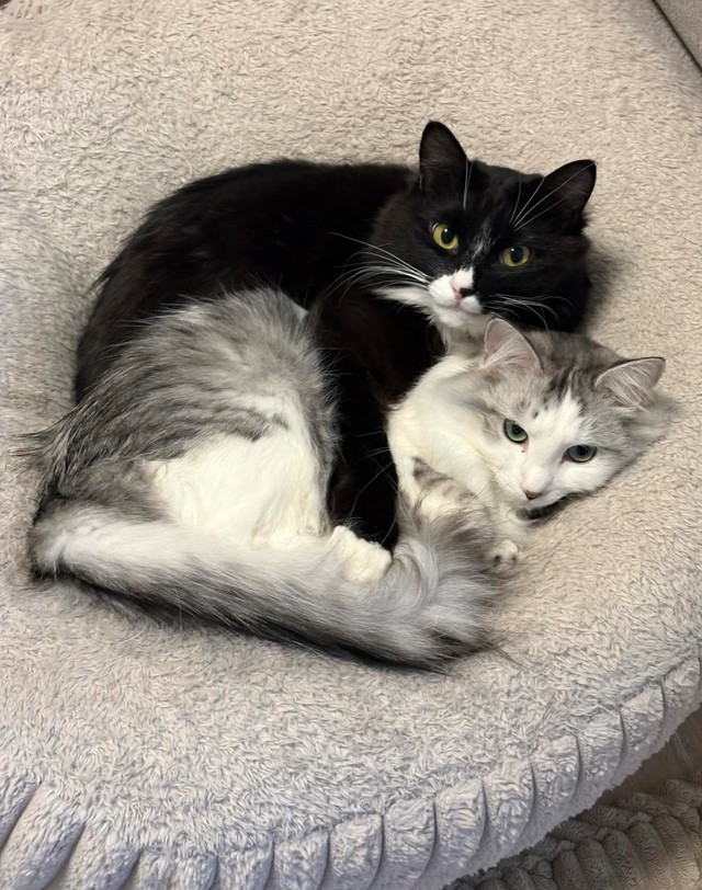 同居猫と仲良く寝そべるぐらくん（画像提供：zoes.810さん）