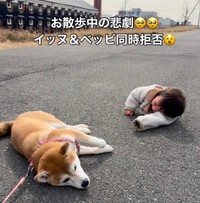 まさかのワンちゃんと赤ちゃん、同時拒否が発生！…その10日後の変化に驚き（提供：@shiba.tsukuneさん）
