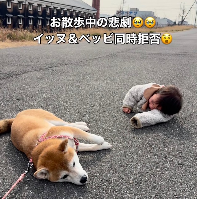 まさかのワンちゃんと赤ちゃん、同時拒否が発生！…その10日後の変化に驚き（提供：@shiba.tsukuneさん）