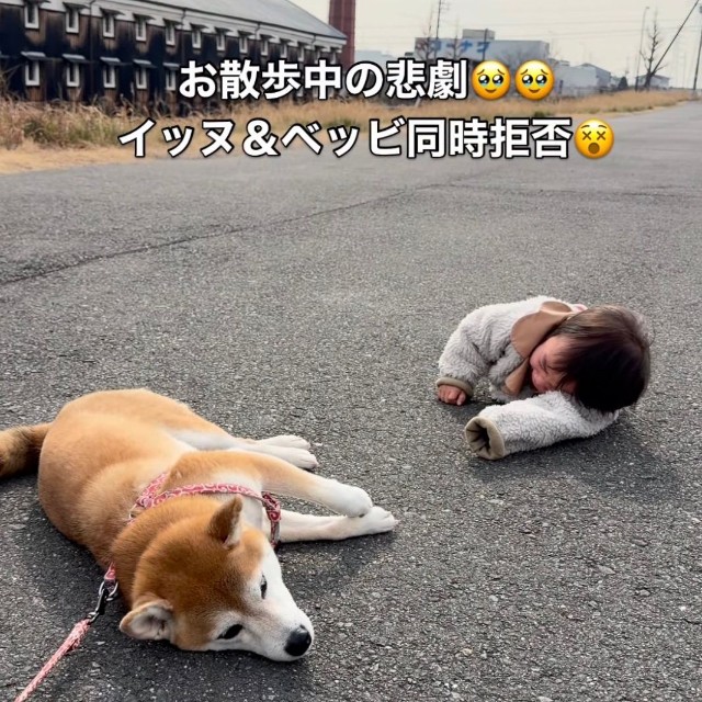 まさかのワンちゃんと赤ちゃん、同時拒否が発生！…その10日後の変化に驚き（提供：@shiba.tsukuneさん）