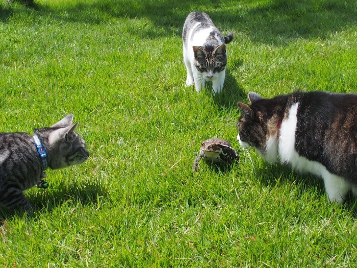 庭の主、ガマガエルのお出まし。興味津々の猫たちが一斉に近づいたが、貫禄負け。