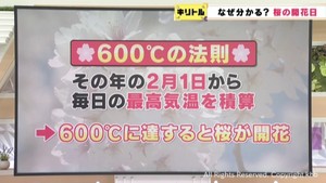 もうすぐ桜の季節　桜の開花はどのように予想？
