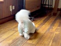 くるっと振り返って来た道を戻るせとくん（画像提供：せとくん）