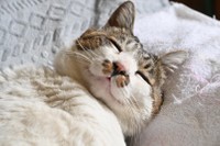 おじさん天使。糸目が可愛い！（土肥さん提供）