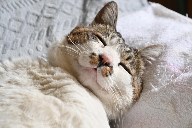 おじさん天使。糸目が可愛い！（土肥さん提供）