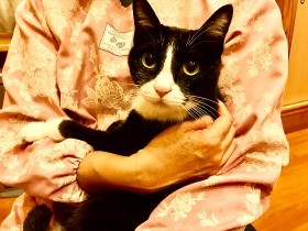 実家の猫は気むずかし屋さん　我が家の「水丸さん」とは正反対