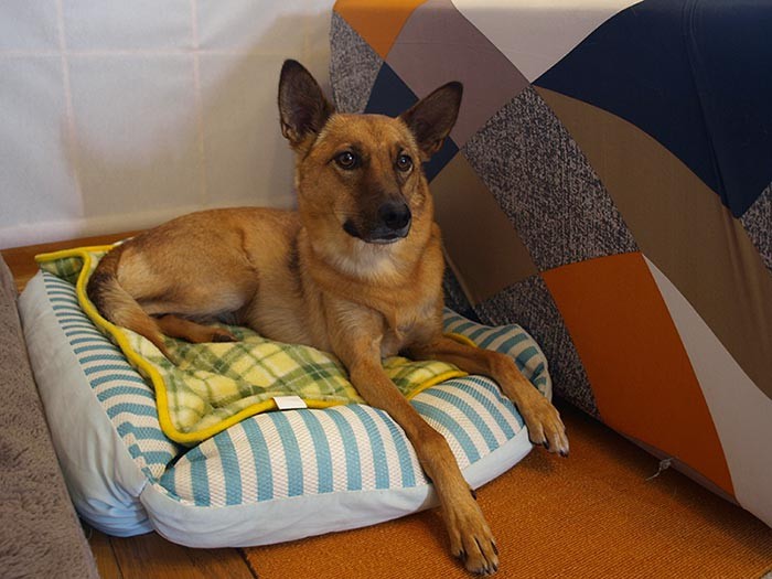 ちょっと神経質なミノルカは、取材中離れたところでお休み