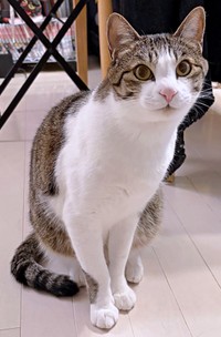 凛々しい顔立ちが素敵な杏忍くん（画像提供：杏忍さん）