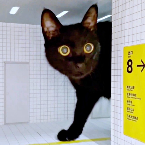 「8番出口」の模型の中できょとん顔をになる黒猫・ノアールちゃん（画像提供：ティグノアさん）