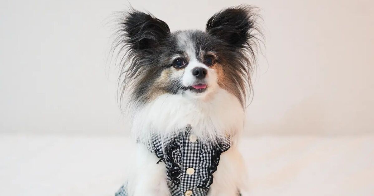 おしゃれをしてお泊まり おちゃめにテヘペロをするパピヨン「夏彦