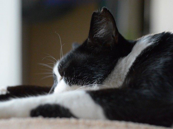 宏美さんが保護を考えたきっかけはもうひとつ。「ある晩、茂みの側を通るとクロコが植え込みの一番手前の目立つ位置で無防備に寝ていた……翌日そこにペットボトルが突き刺さっていたんです」（宏美さん提供）